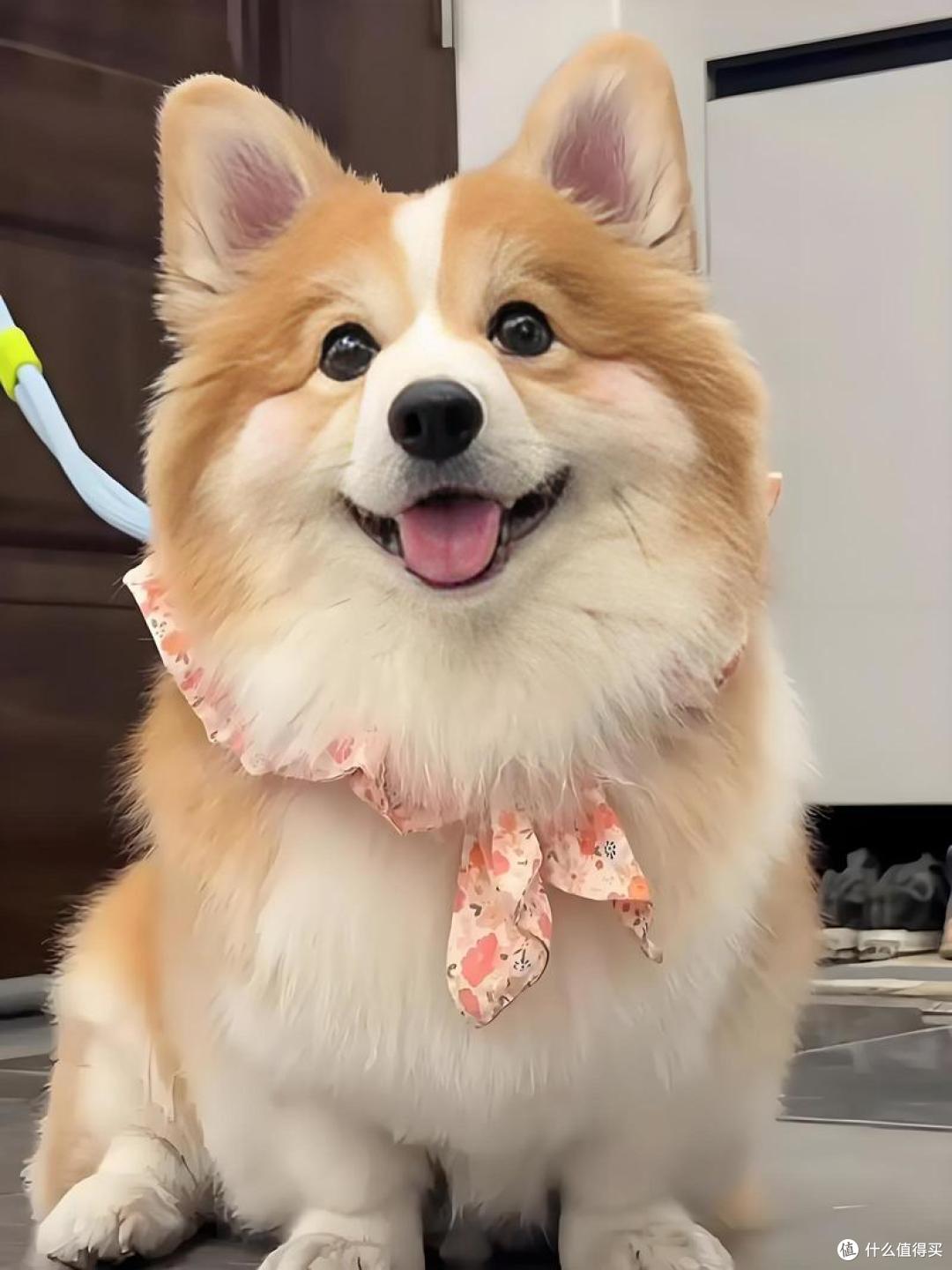 狗狗肥胖吃什么狗粮好?这5款优质狗粮,帮狗狗回归理想状态!