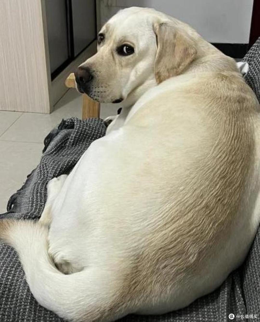 狗狗肥胖吃什么狗粮好?这5款优质狗粮,帮狗狗回归理想状态!
