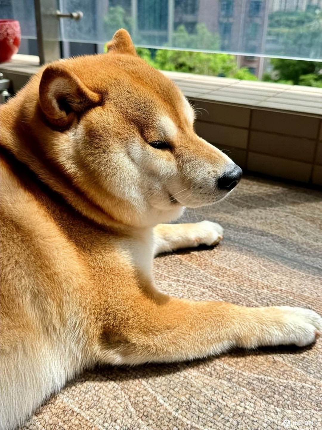 狗狗肥胖吃什么狗粮好?这5款优质狗粮,帮狗狗回归理想状态!