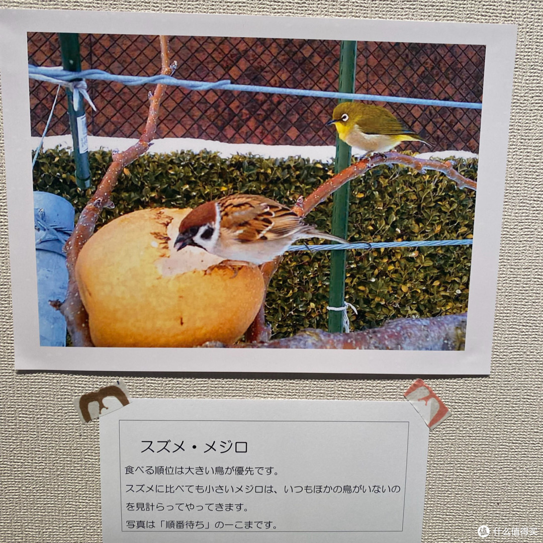 逃离柯南小镇,儿童乐园大滑梯评测之旅,鸟取二十世纪梨纪念馆
