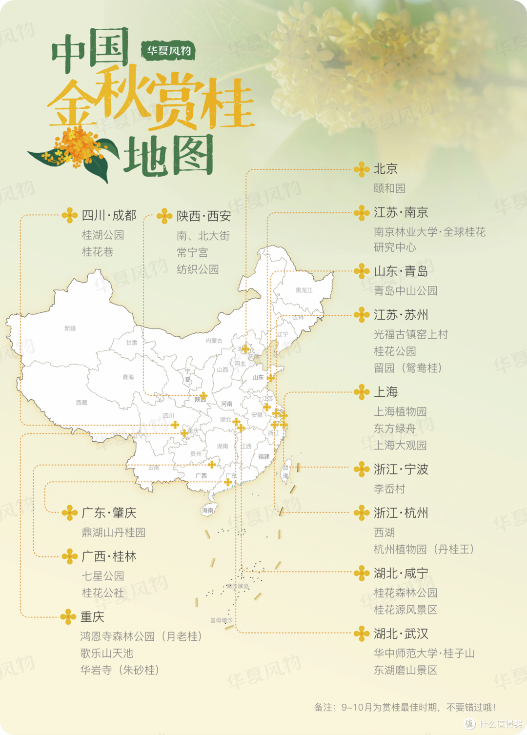 桂花怎么吃、怎么泡、怎么养？秋天的香气带回家全攻略