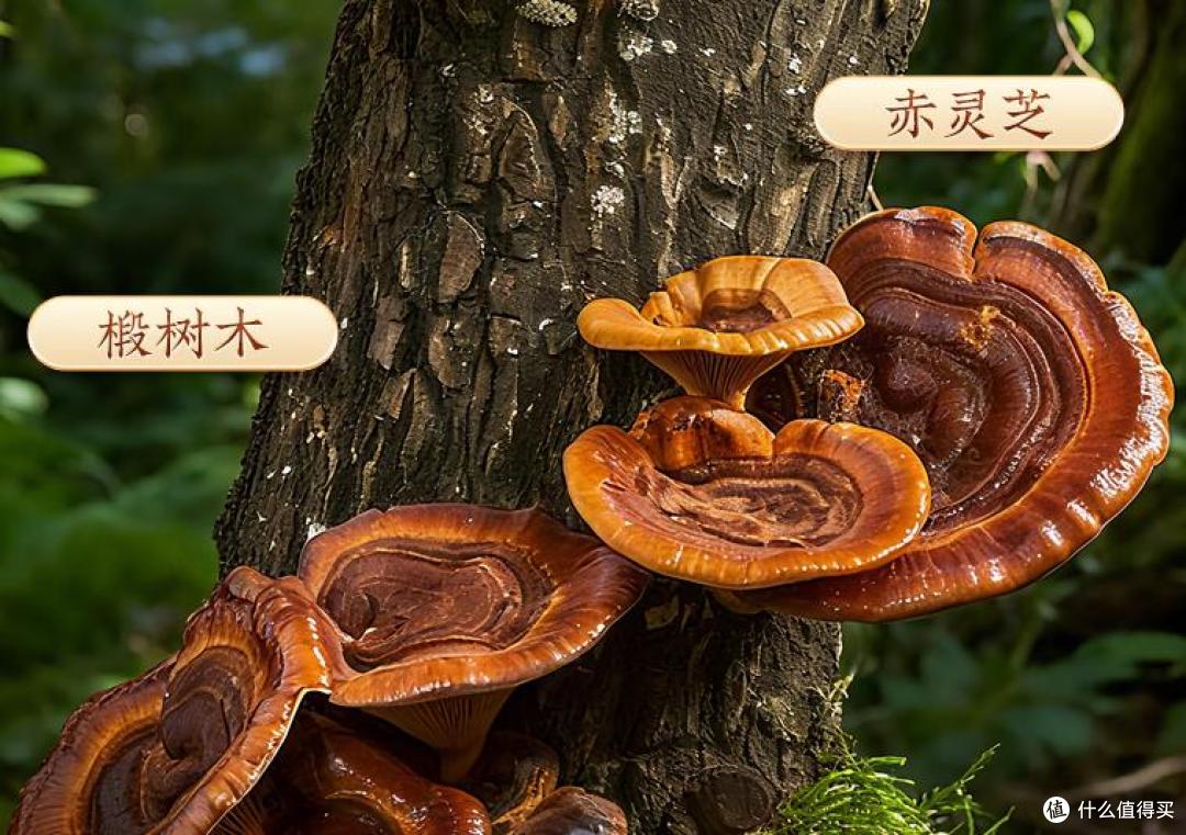 央视认可的十大灵芝孢子油来袭:孢子油哪个品牌更安全?