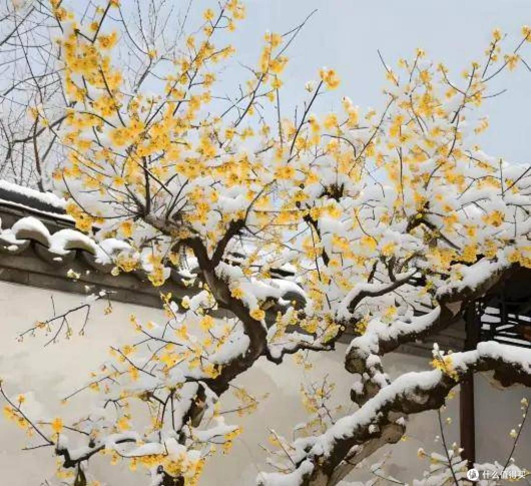 冬之絮语:在文字里邂逅凛冽与温情的双重奏