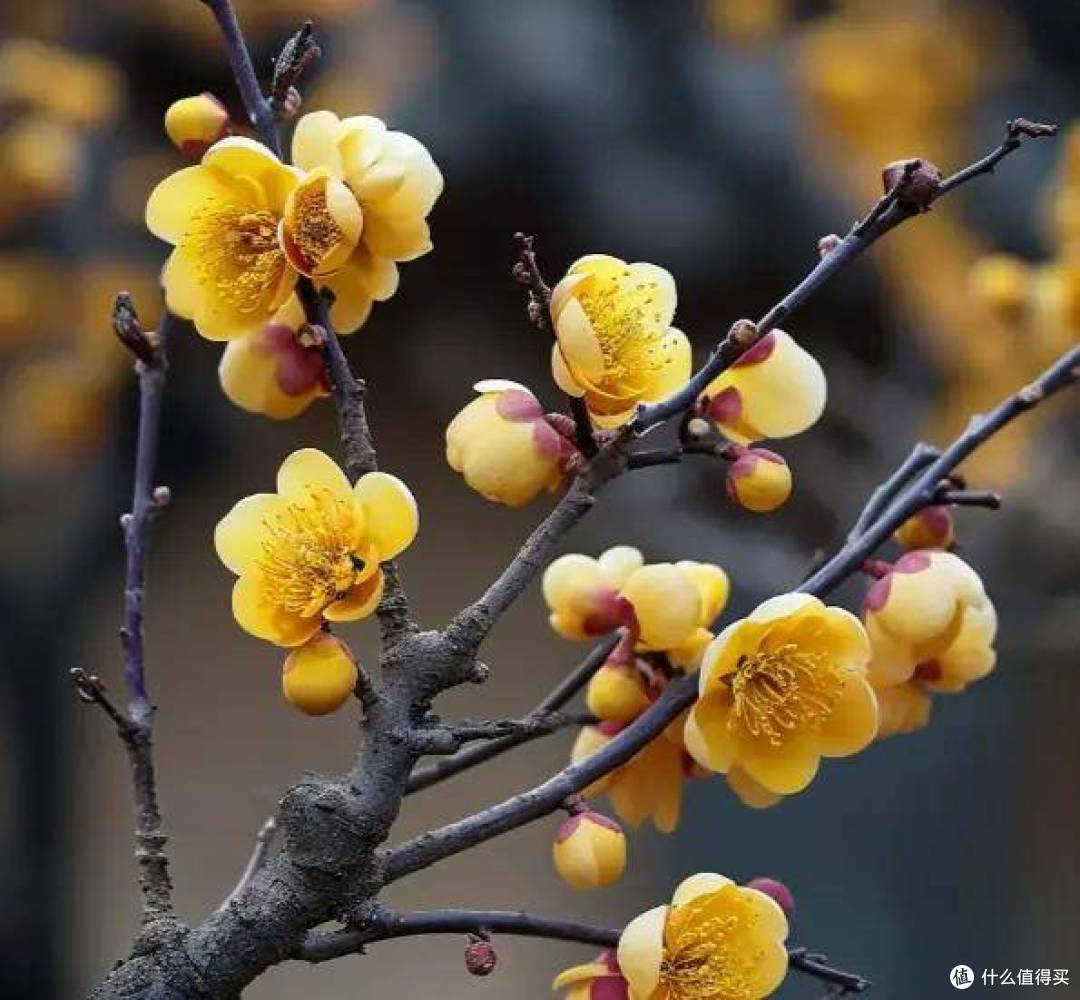 冬之絮语:在文字里邂逅凛冽与温情的双重奏