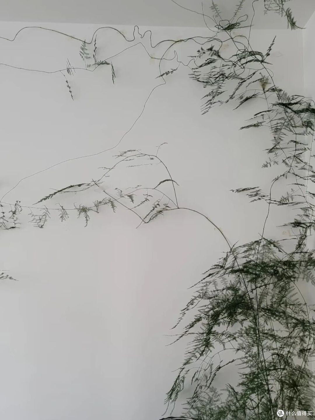 女子因“客厅文竹养成山水画”走红,网友:不正经,想成精!