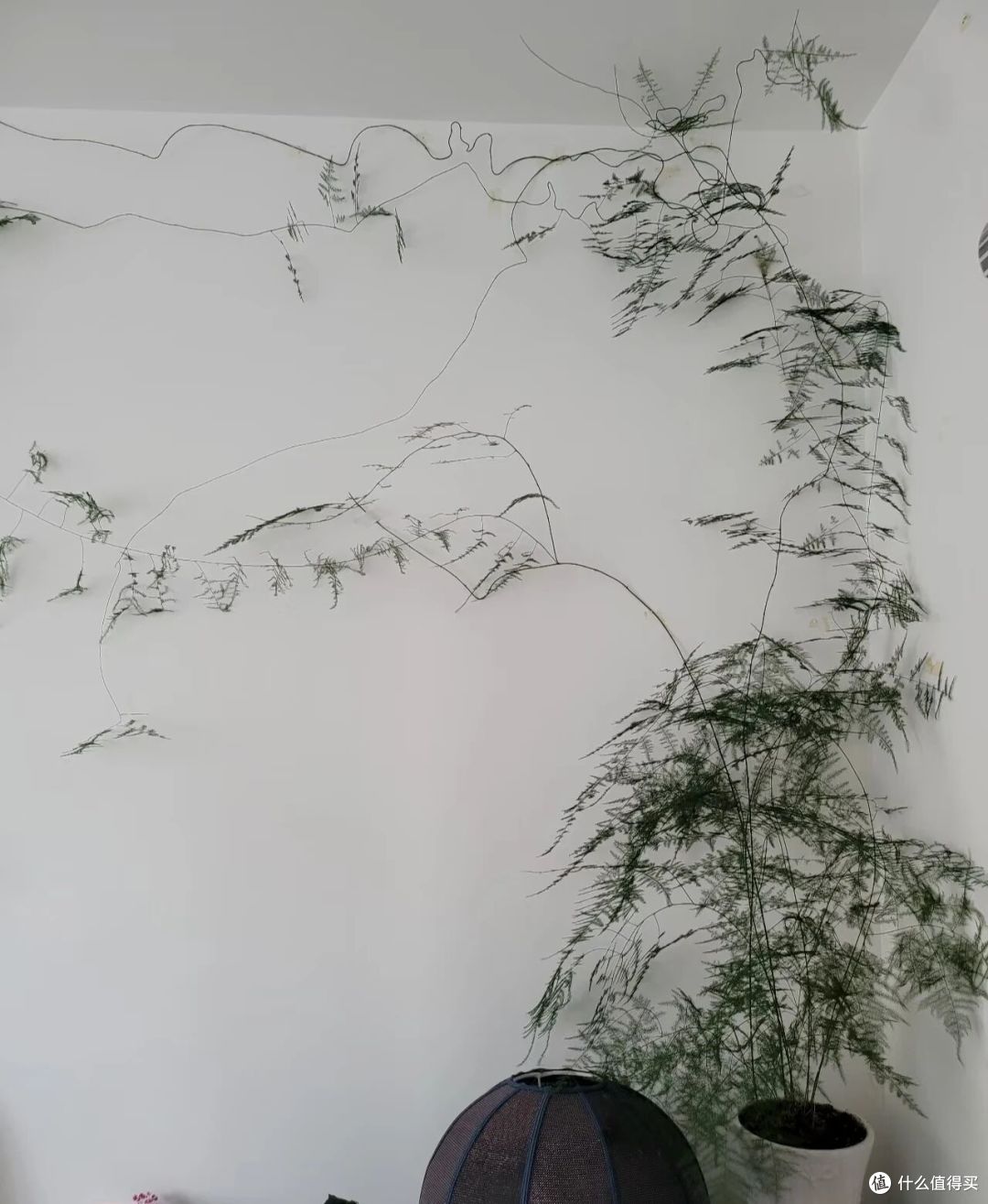 女子因“客厅文竹养成山水画”走红,网友:不正经,想成精!