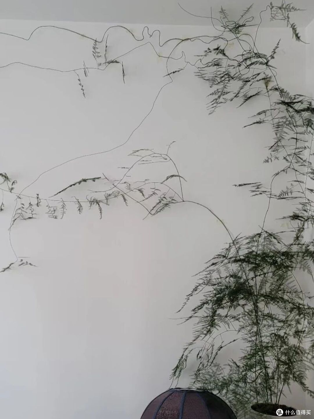 女子因“客厅文竹养成山水画”走红,网友:不正经,想成精!