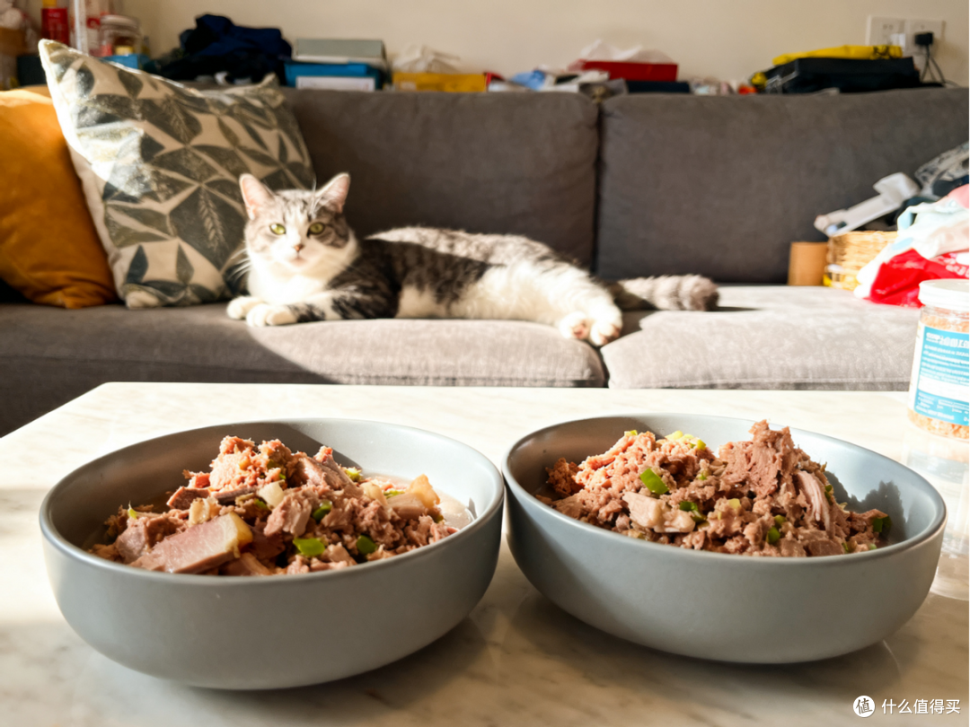 自制猫饭小猫不愿吃猫粮怎么办?来看这份自制猫饭食谱小红书合集
