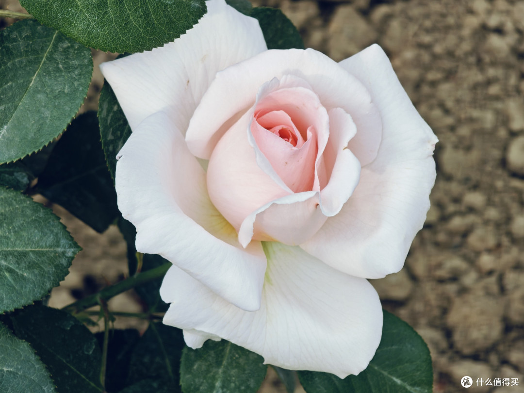 牡丹：花中之王的美誉