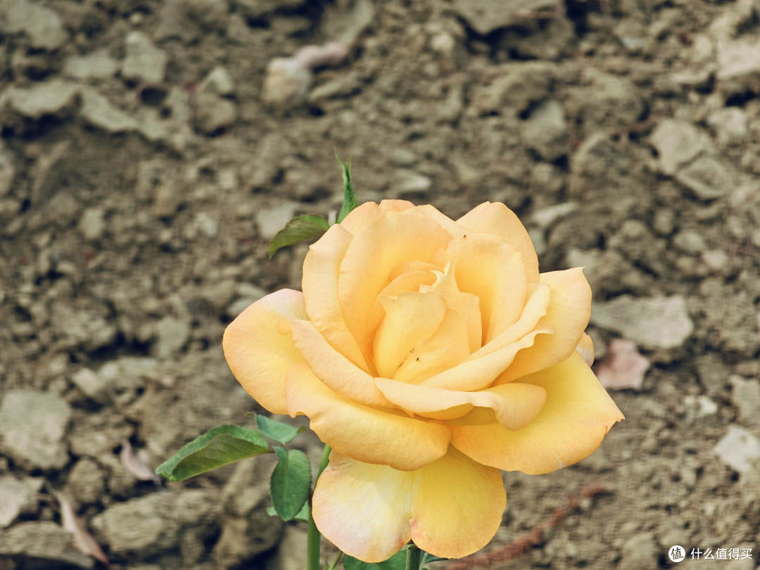 牡丹：花中之王的美誉