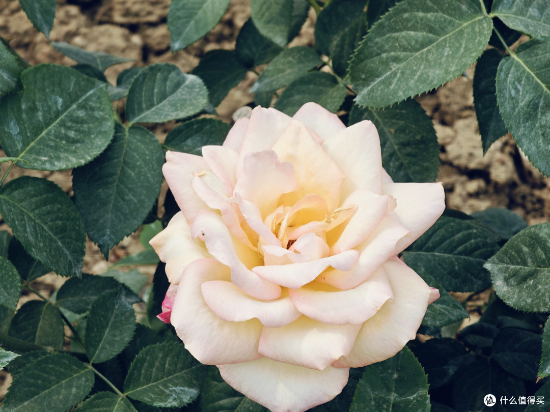牡丹：花中之王的美誉