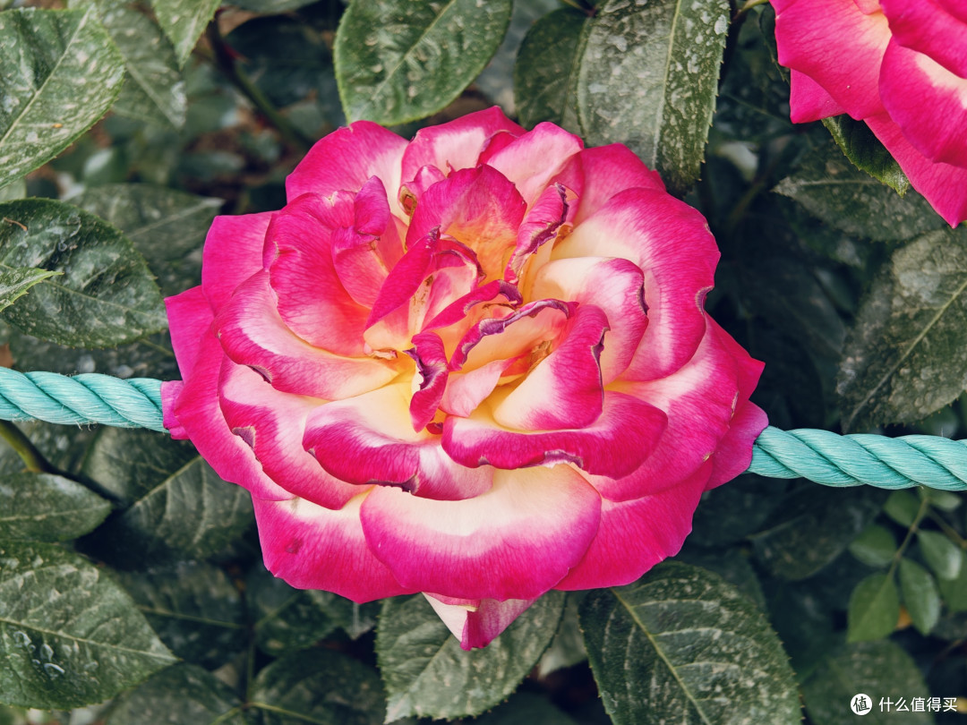 牡丹：花中之王的美誉