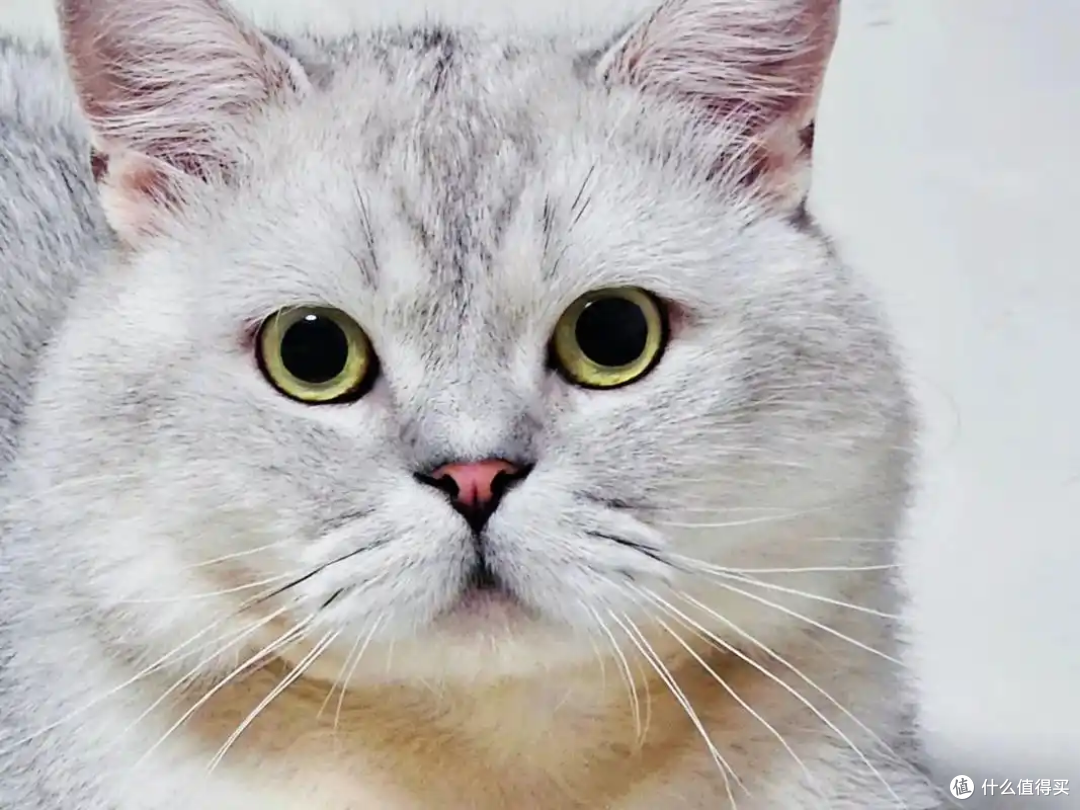 猫咪不给抱、不亲人怎么办?