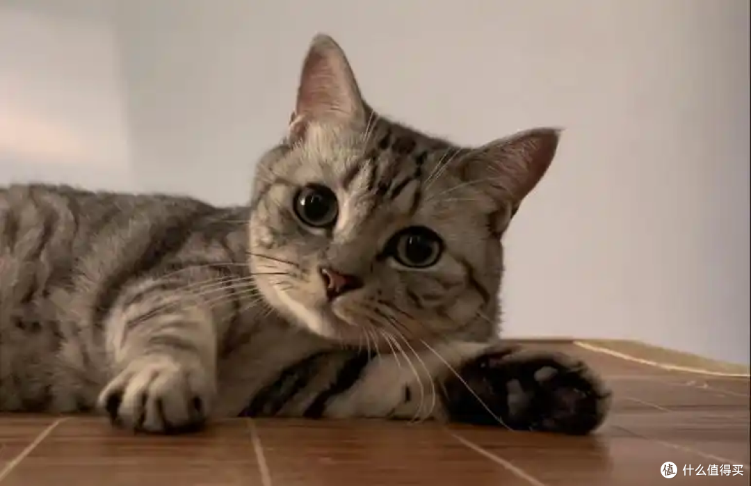 猫咪不给抱、不亲人怎么办?