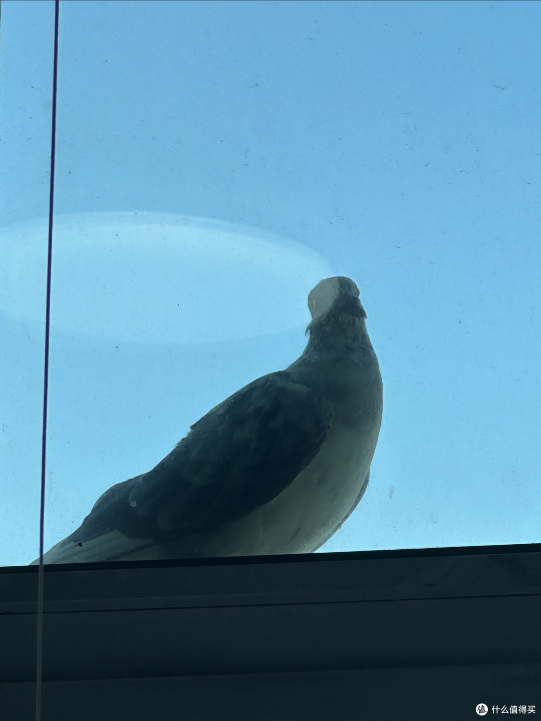 和平鸽