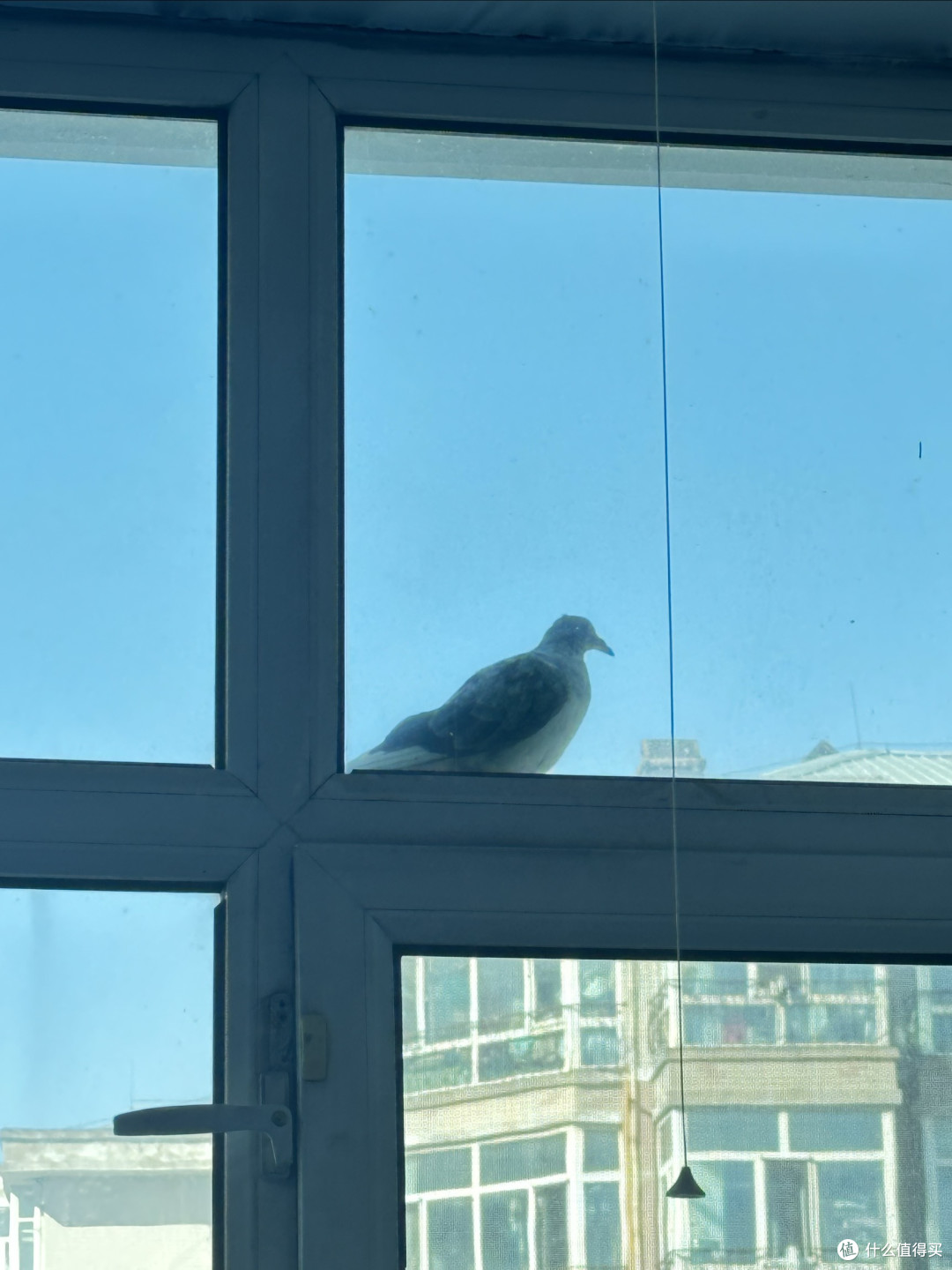 和平鸽