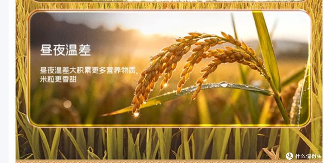 柴火大院推出2025年新米，优质长粒香米，做米饭真好吃！
