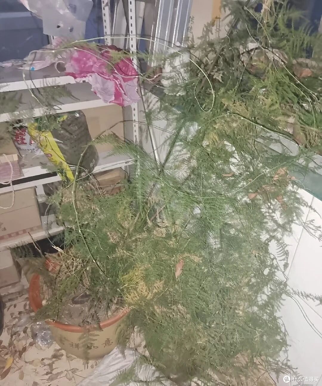女子晒舅舅养的“31岁文竹瀑布”,仙气飘飘,网友:成神成精了!