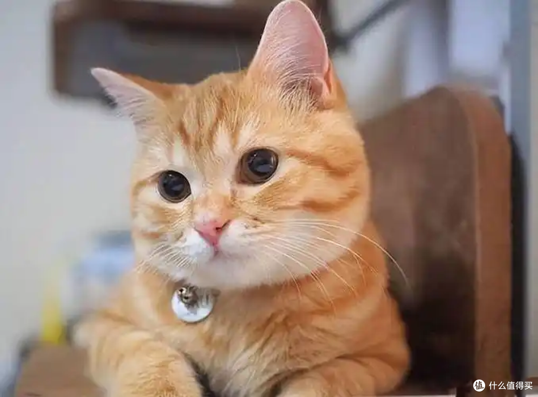 冬天来了,养猫咪有什么要注意的?
