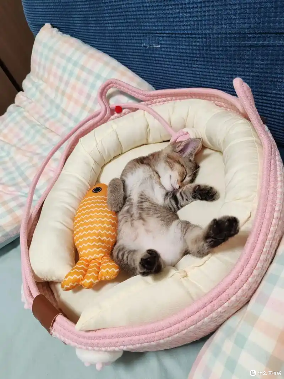 冬天来了,养猫咪有什么要注意的?