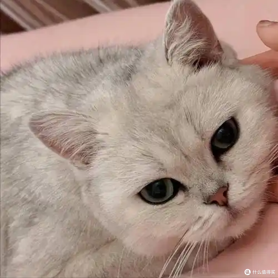 冬天来了,养猫咪有什么要注意的?