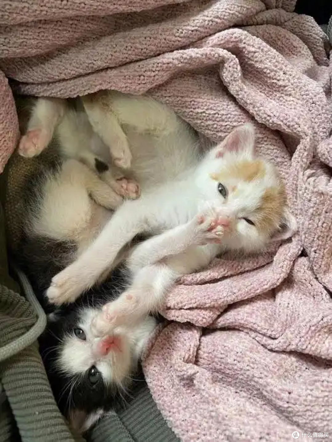 冬天来了,养猫咪有什么要注意的?