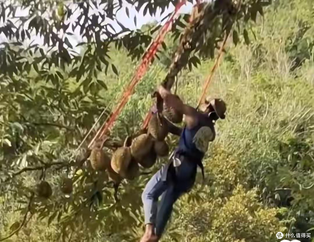 榴莲明明产量很高,却为什么卖那么贵?有6个原因带你了解清楚
