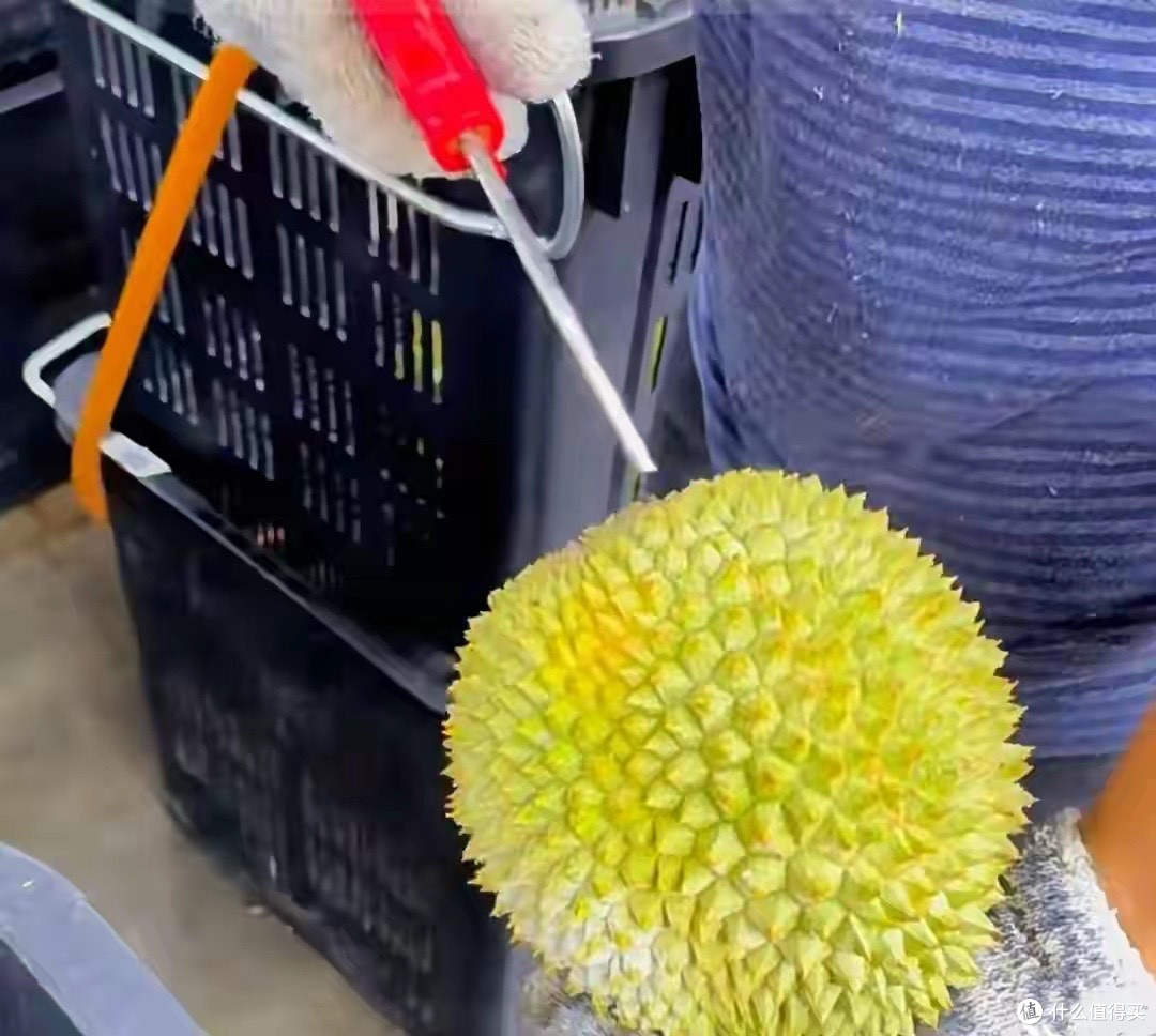榴莲明明产量很高,却为什么卖那么贵?有6个原因带你了解清楚