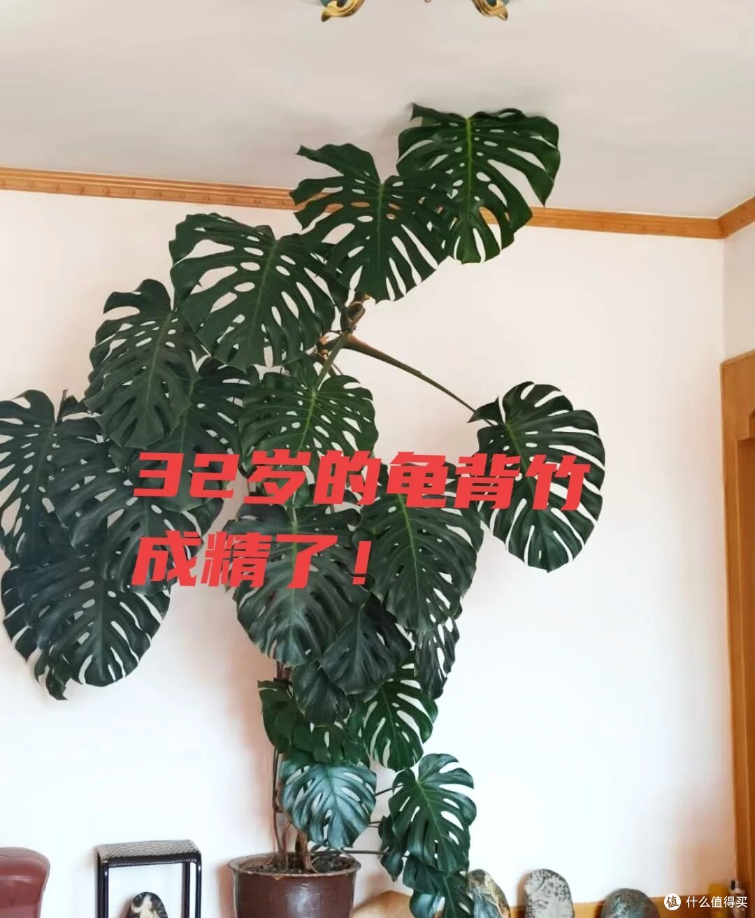 女子晒朋友“32岁的龟背竹树”，太壮观了，网友：厉害，成精了！