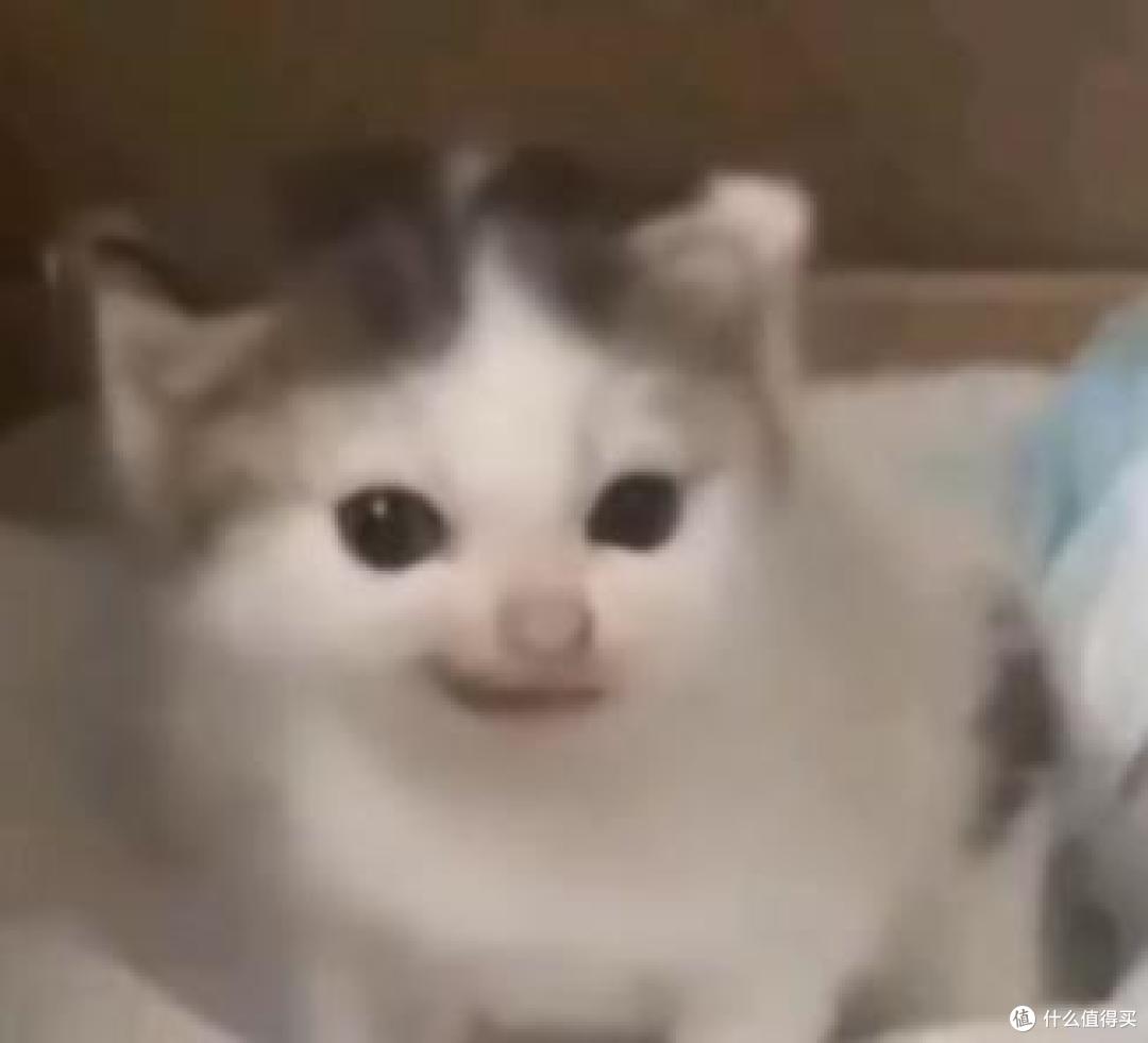 猫主子成网红秘籍,这游戏能轻松变现?
