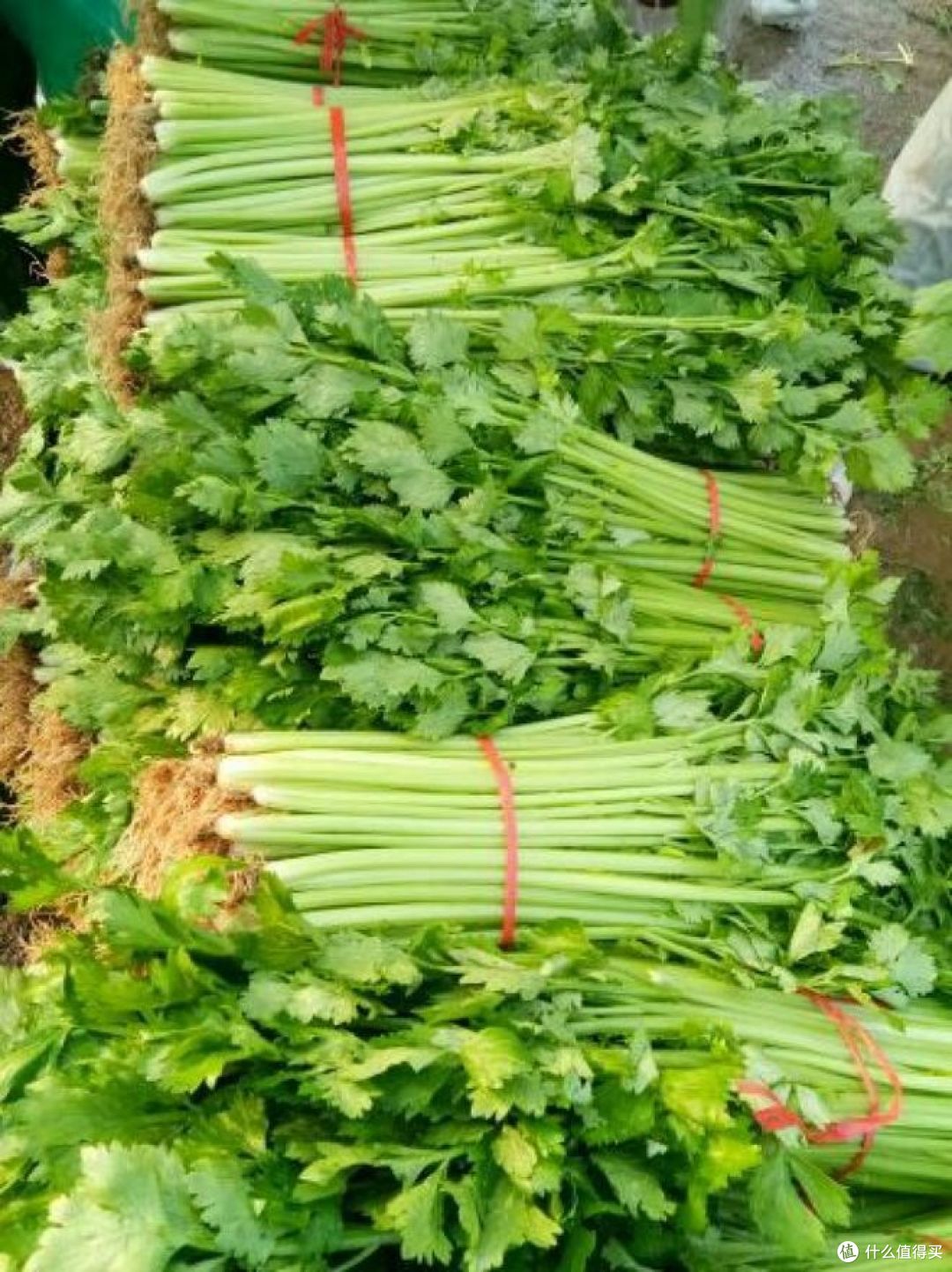 芹菜干是直接晒干还是焯水?哪个更好?
