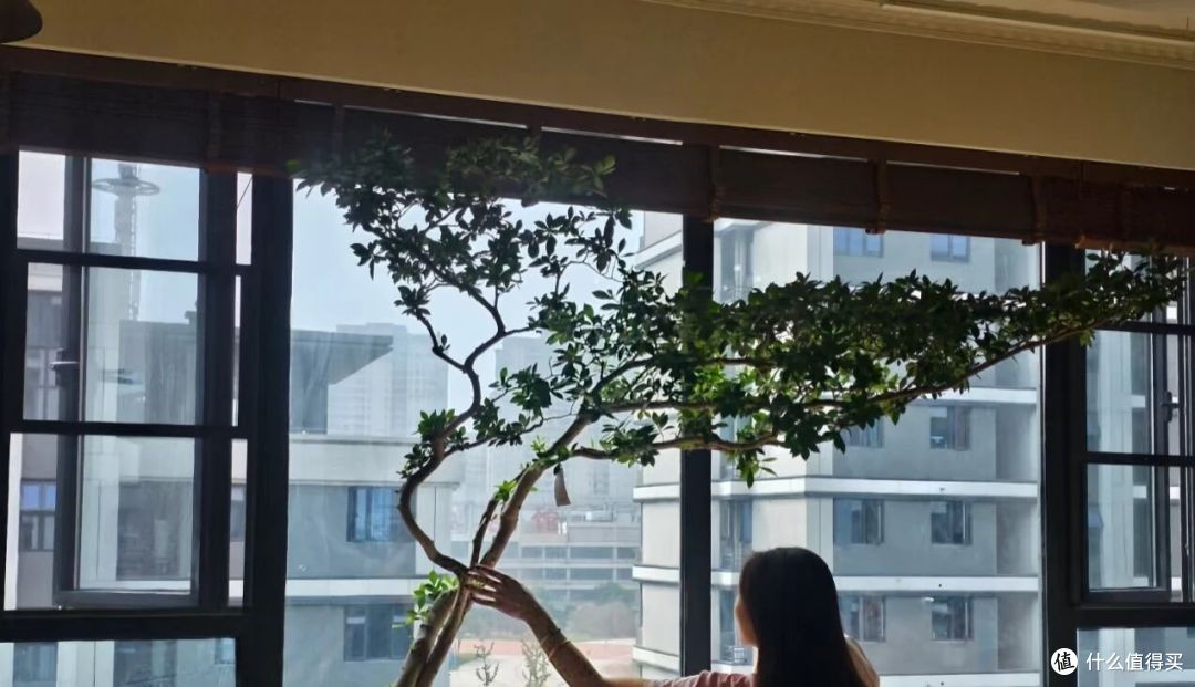 被北京女子“客厅栀子花树美到了”,型美花多,网友:来报恩的!
