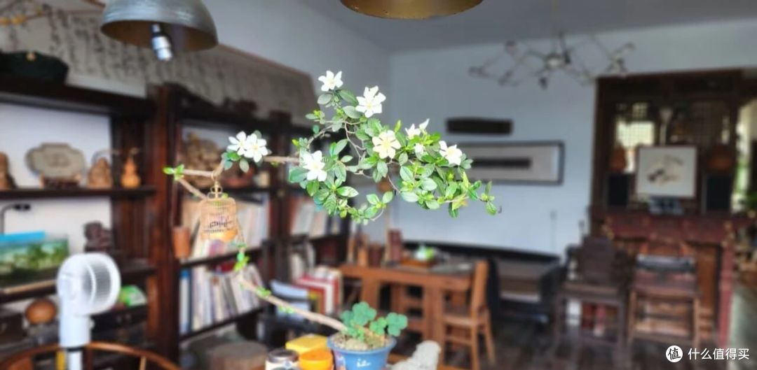 被北京女子“客厅栀子花树美到了”,型美花多,网友:来报恩的!
