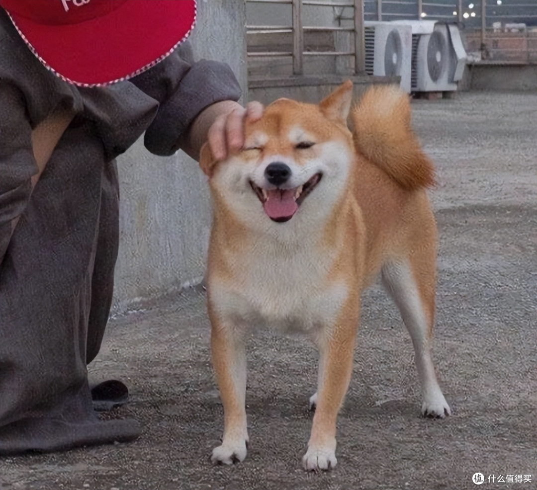 老年犬吃什么狗粮好，有什么讲究？狗粮测评排行榜前十名有哪些