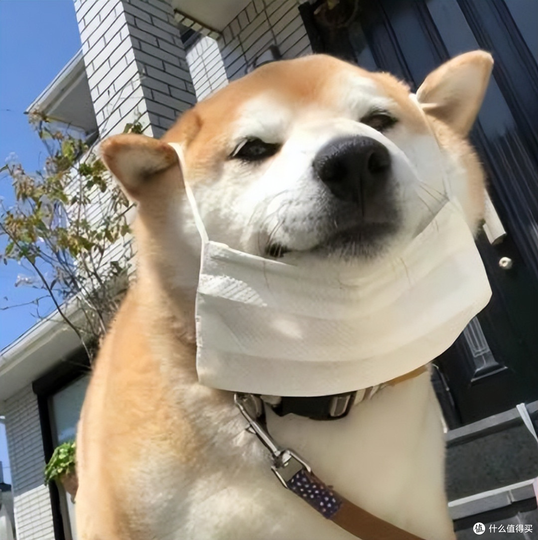 狗狗吃狗粮好还是吃饭好?挑食狗粮推荐哪种,这几款好吃又健康