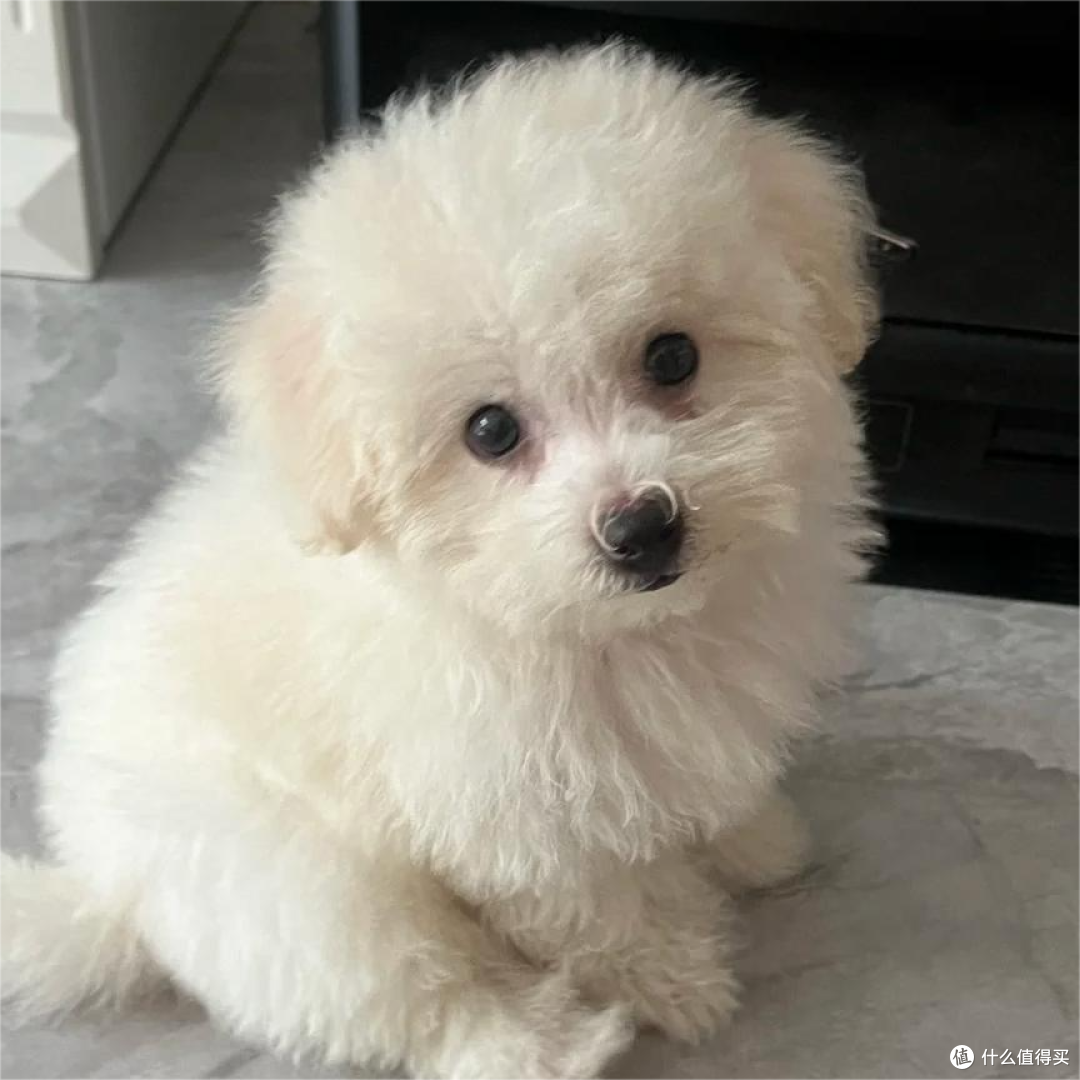 比熊犬吃什么牌子的狗粮好？3款适合小型犬的口碑较好的狗粮品牌