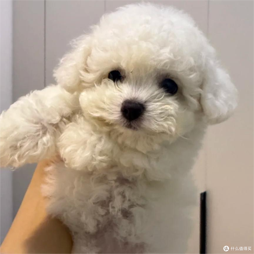 比熊犬吃什么牌子的狗粮好？3款适合小型犬的口碑较好的狗粮品牌