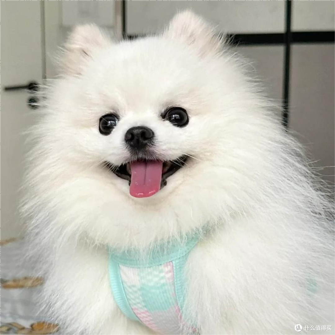 博美犬吃什么狗粮最好最健康?性价比最好的狗粮排行榜前十名分享