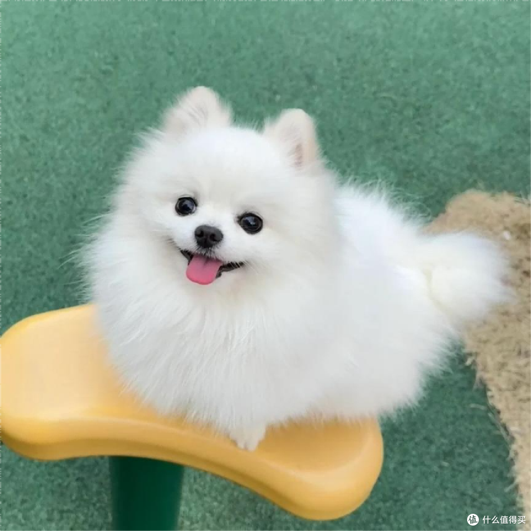 博美犬吃什么狗粮最好最健康?性价比最好的狗粮排行榜前十名分享