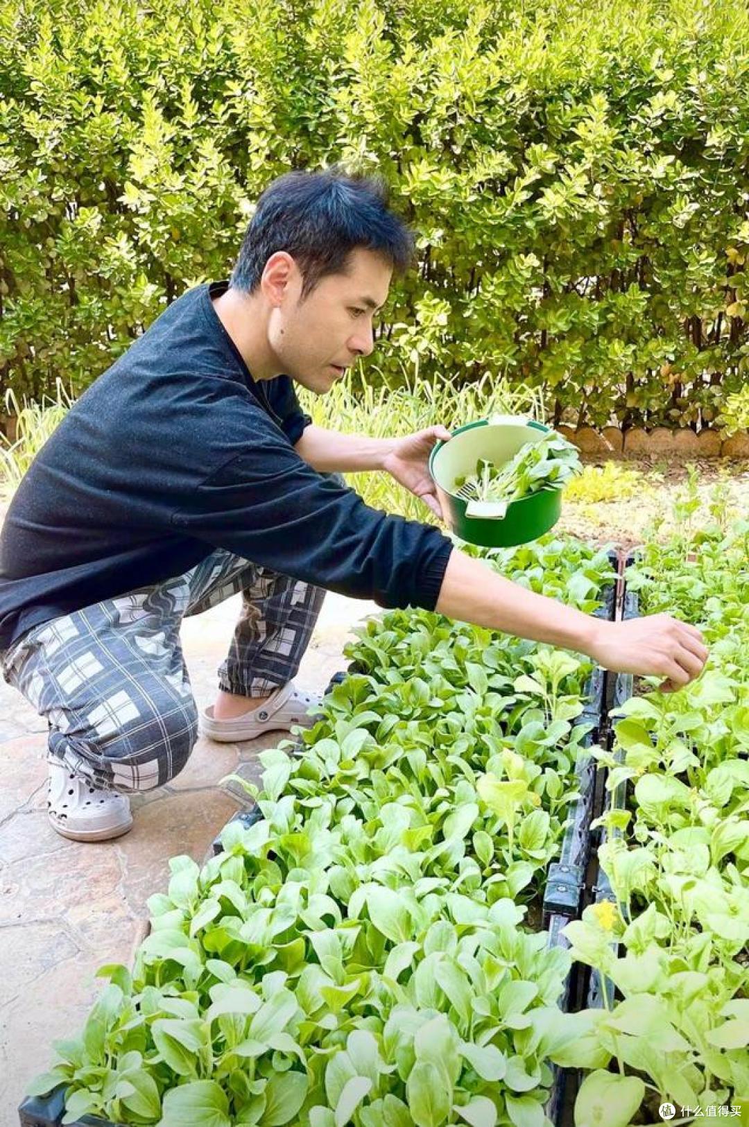 看完黄征在北京的小院,我不想卷了!种菜养花,这才是向往的生活