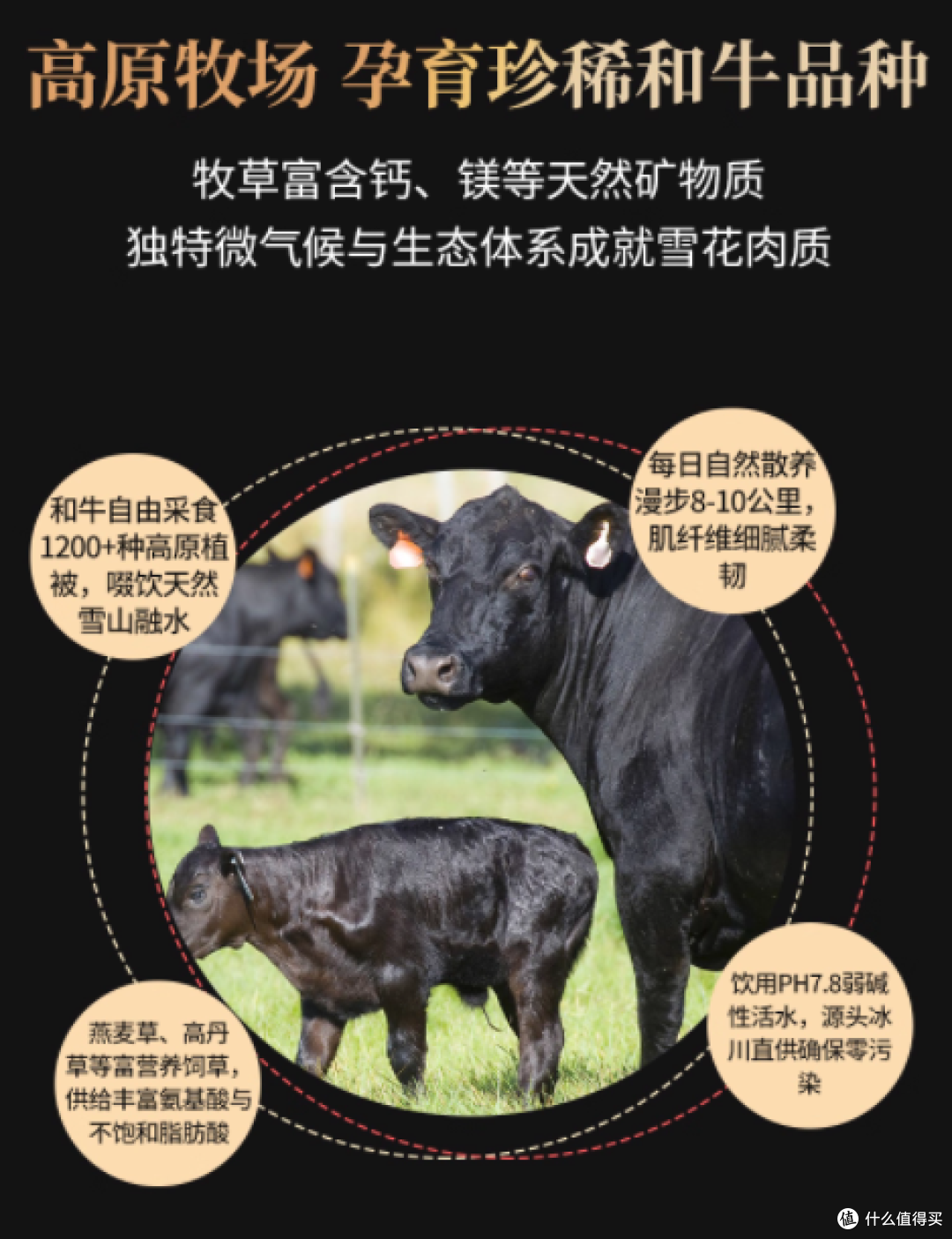 齐味滋旅肉饼早餐半成品—减脂儿童无添加,健康美味值得买!🍔