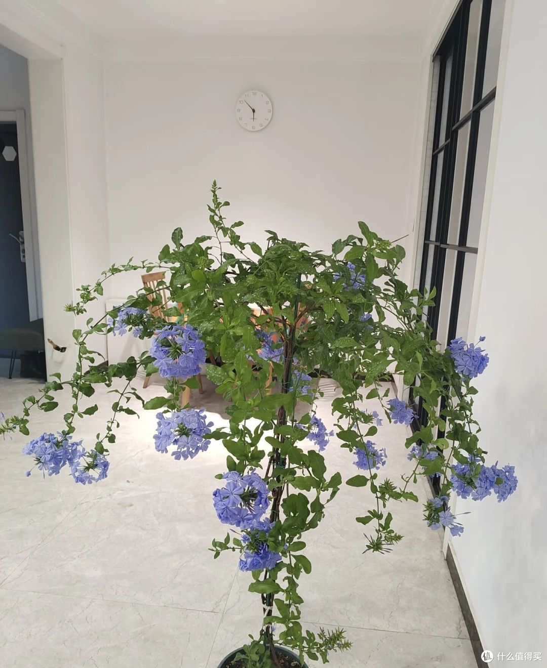 女子因“蓝雪花高飘枝太美”引围观,仙气飘飘:一看就是假的!