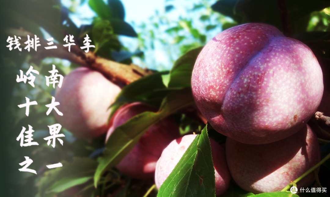 中国李乡——信宜钱排银妃三华李酸甜爽脆