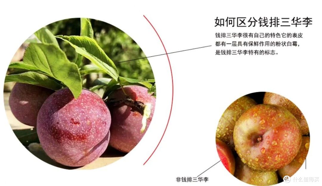 中国李乡——信宜钱排银妃三华李酸甜爽脆