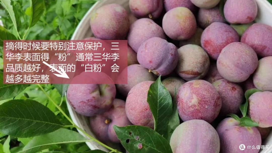 中国李乡——信宜钱排银妃三华李酸甜爽脆