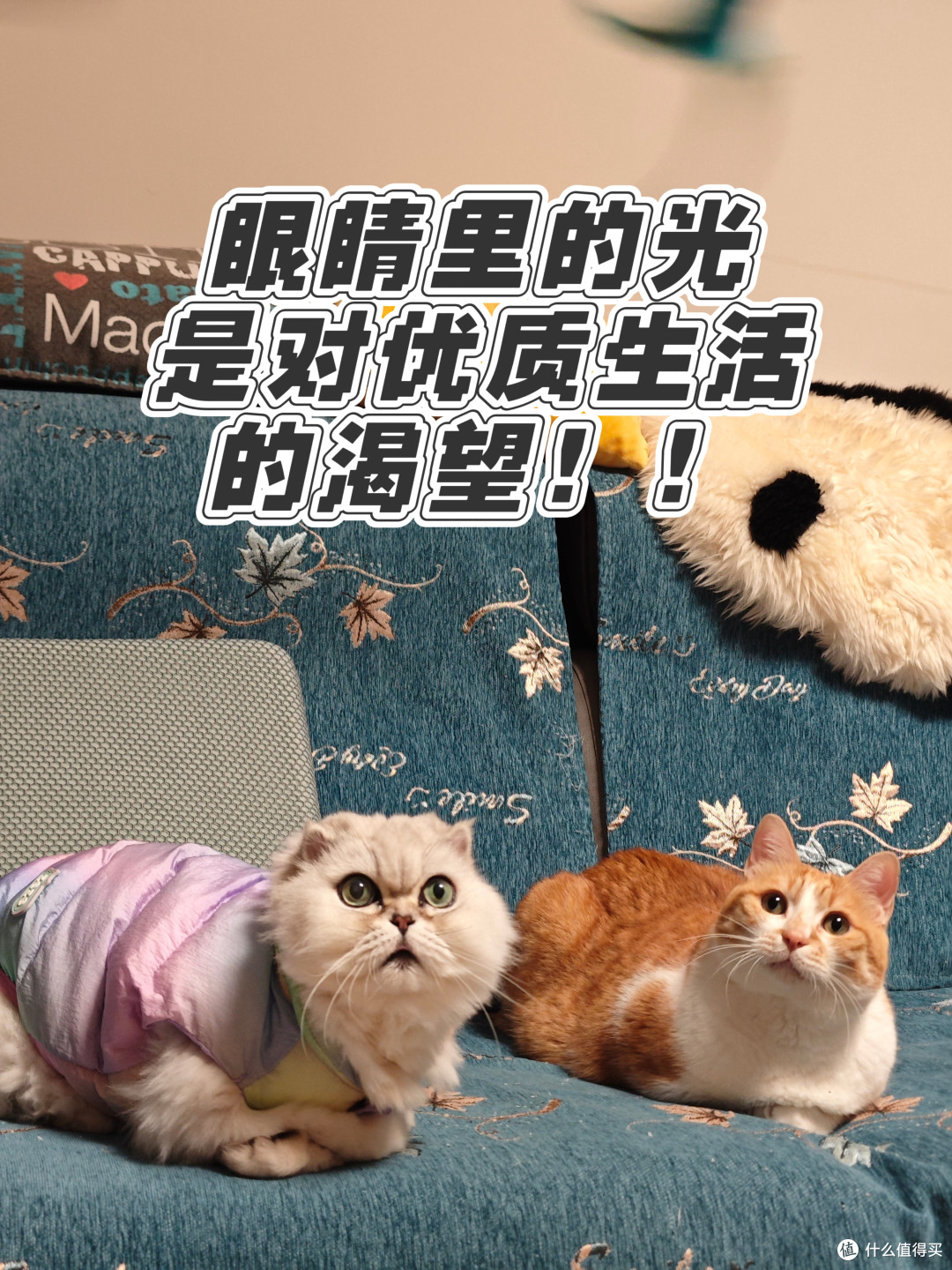 毛毛哒萝卜哒来露个脸