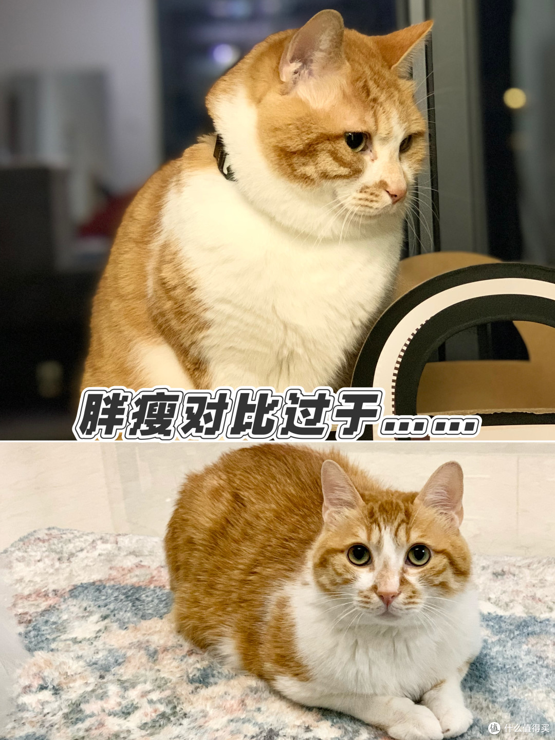 萝卜哒体型对比