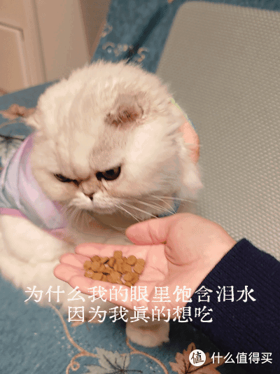 8.毛毛哒闻猫粮