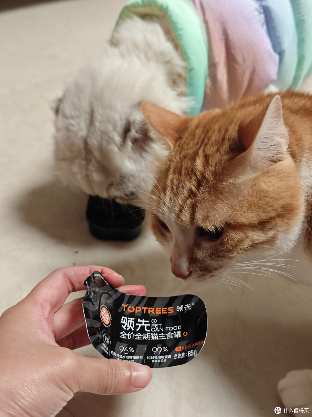 俩猫吃罐罐