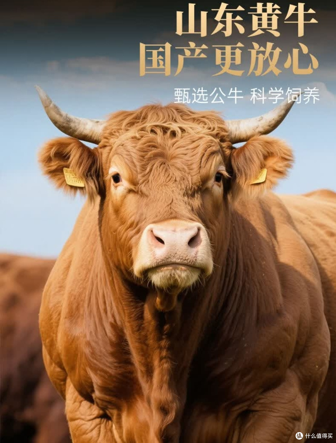冬天的第一口暖,藏在这卷原切肥牛里